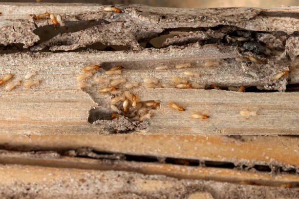 Best Mosquito Control Services  in Wallburg, NC