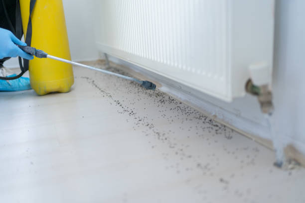 Best Affordable Exterminators  in Wallburg, NC